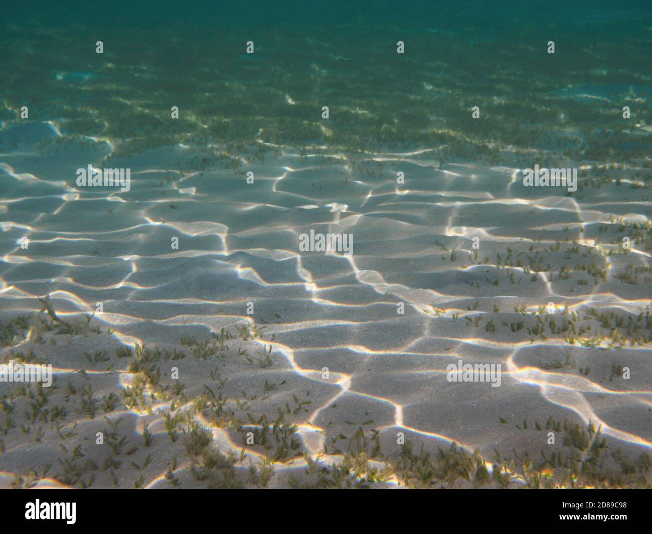 Sandy bottom, green grass underwater background Stock Photo