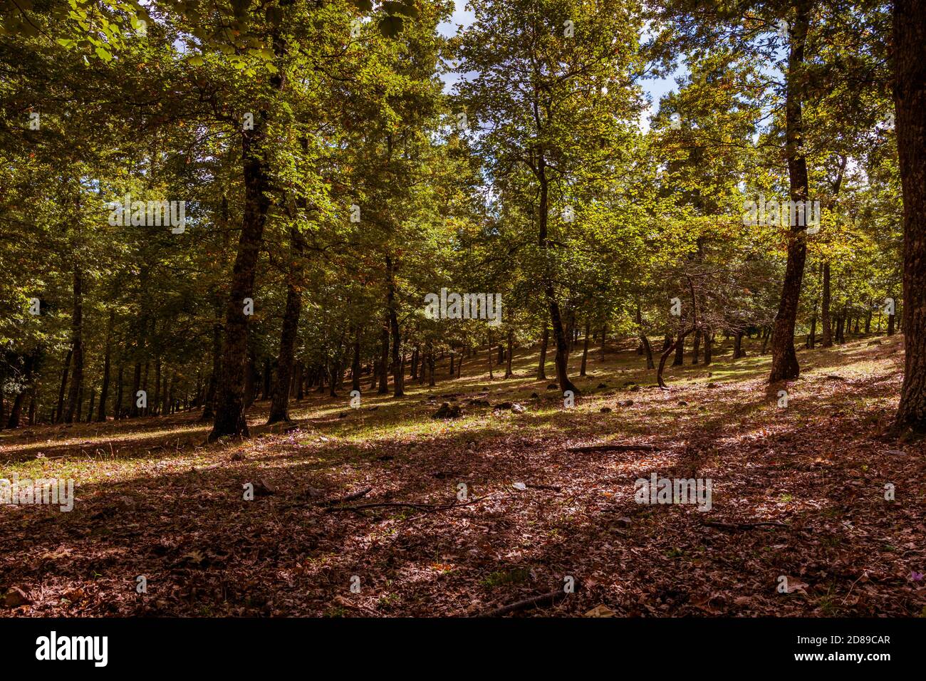 Beautiful autumn forest landscape Stock Photo - Alamy