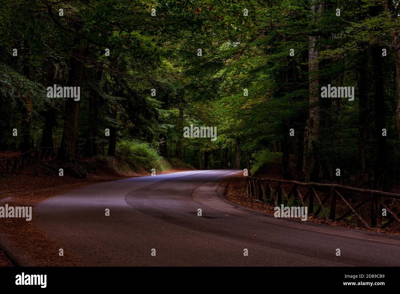 Asphalt road through an autumn forest Stock Photo - Alamy