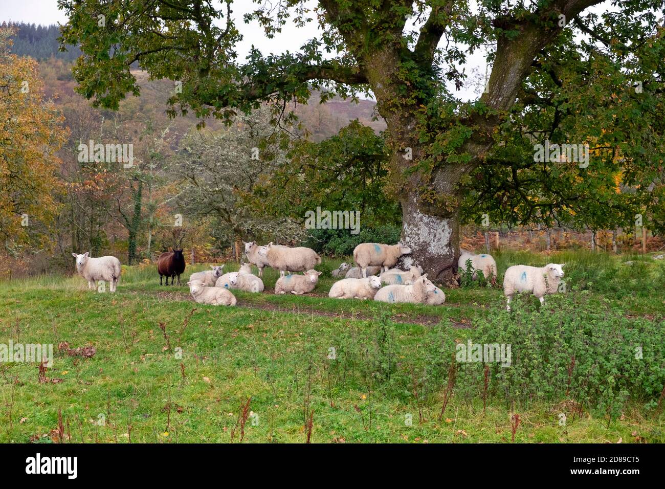 Flock of sheep sheltering under an oak tree in autumn on a wet morning in Carmarthenshire Wales UK October 2020   KATHY DEWITT Stock Photo