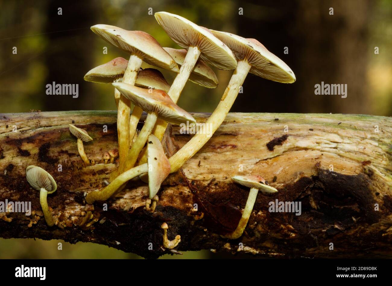 Clump of Sulphur Tuft mushrooms growing on the rotting branch of a tree Stock Photo