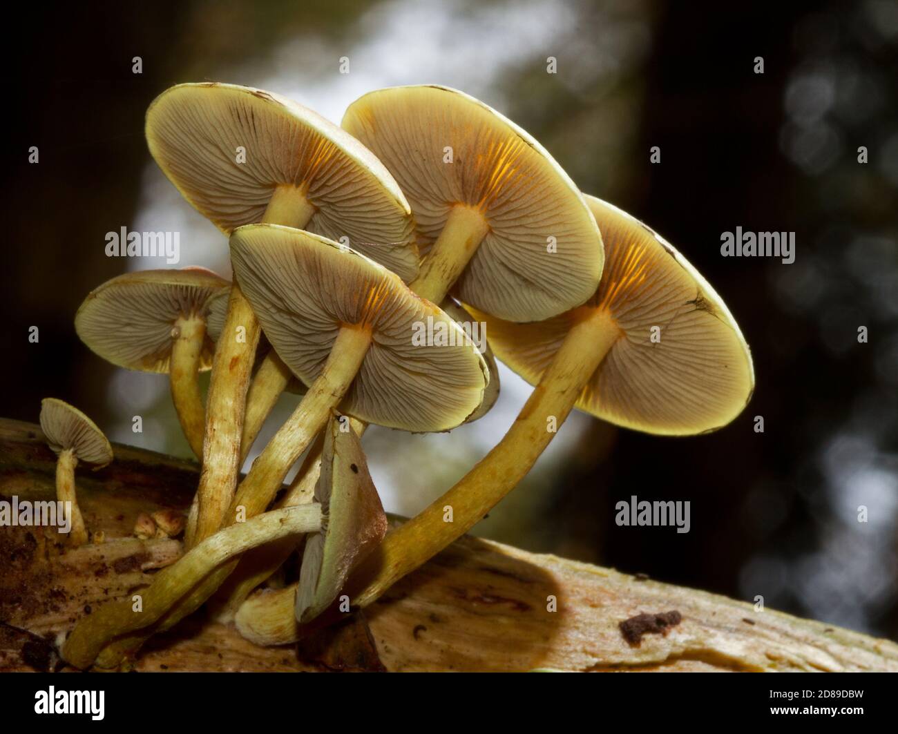 Clump of Sulphur Tuft mushrooms growing on the rotting branch of a tree Stock Photo