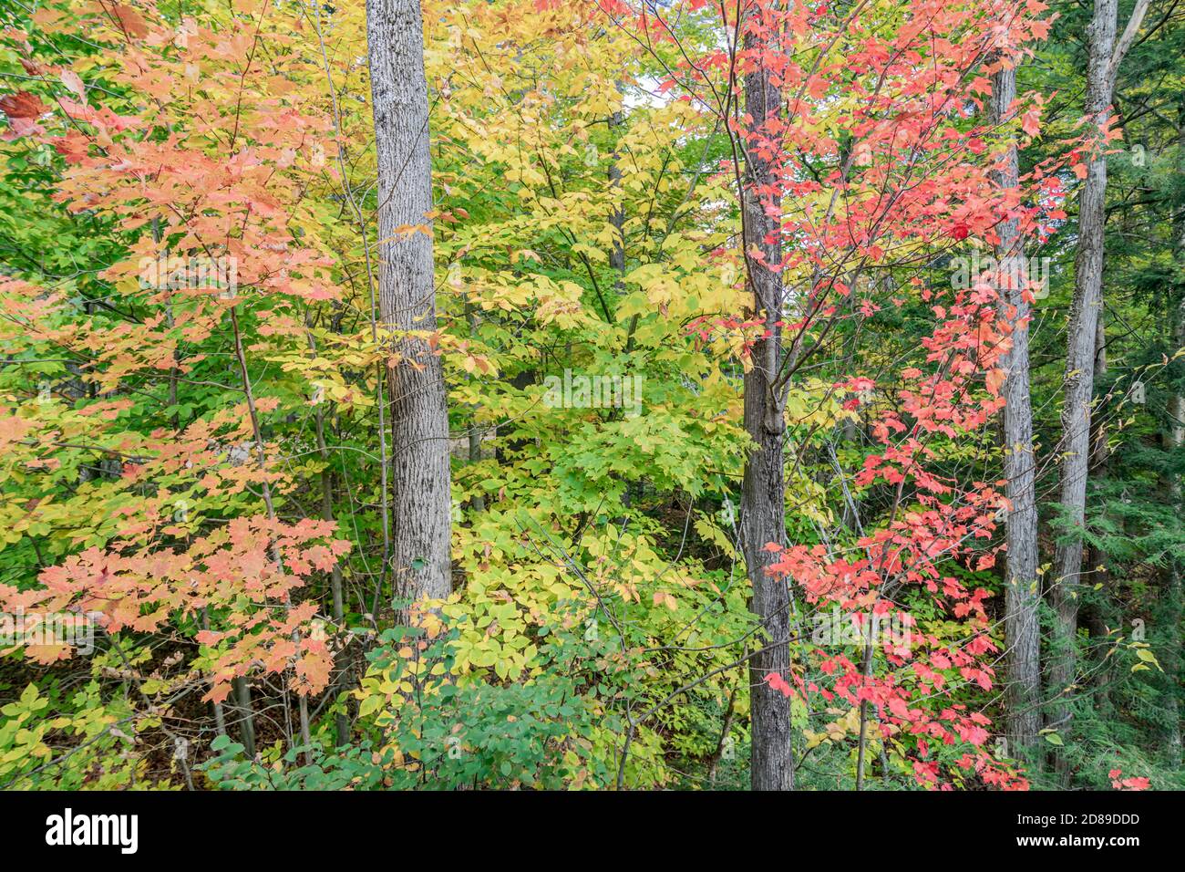 Fall leaves in Ludlow, Vermont Stock Photo