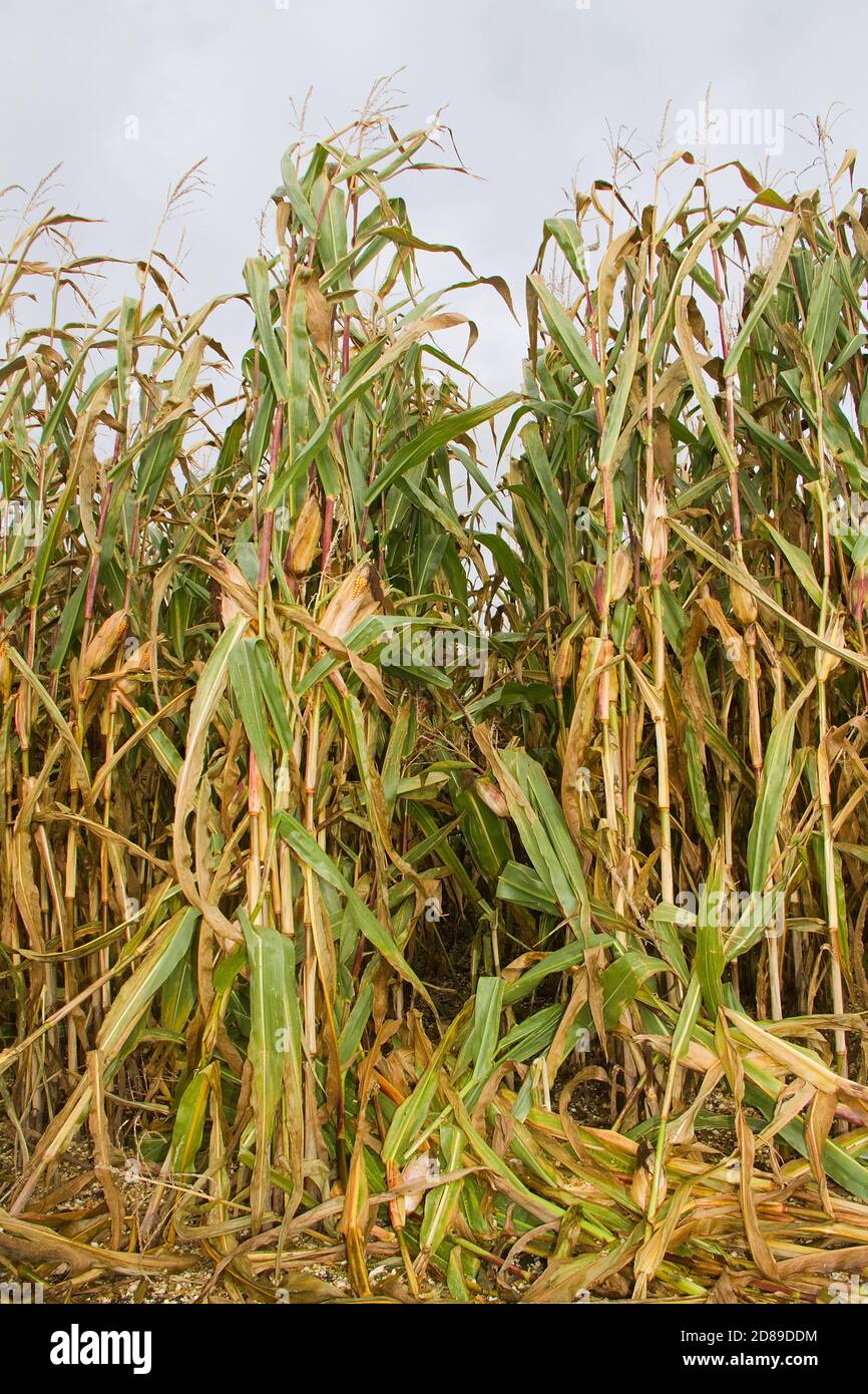 Ripe Maize cobs on tall plants Stock Photo