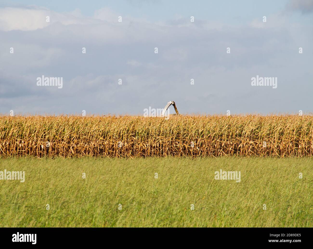 Ripe Maize crop being harvested, maize harvester behind the crop under blue sky with clouds Stock Photo