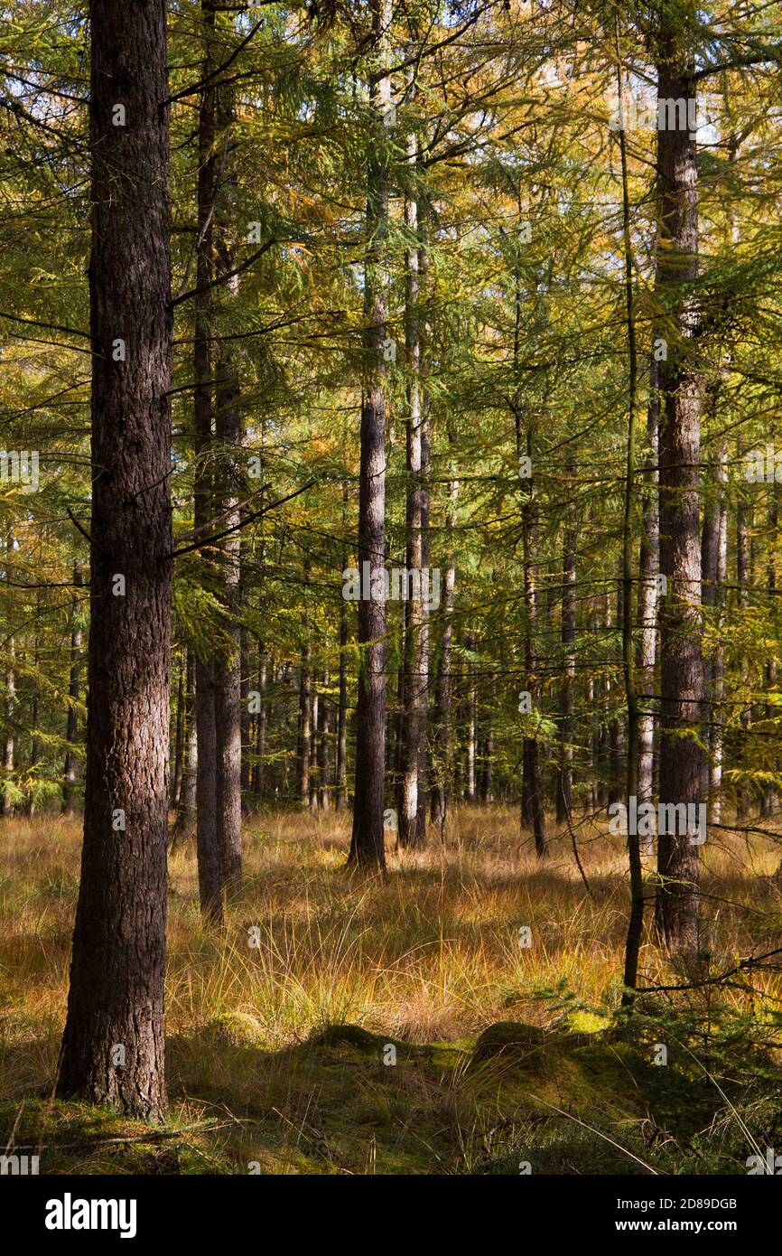 A forest with Larch trees and Purple Moor Grass in autumn colors Stock Photo