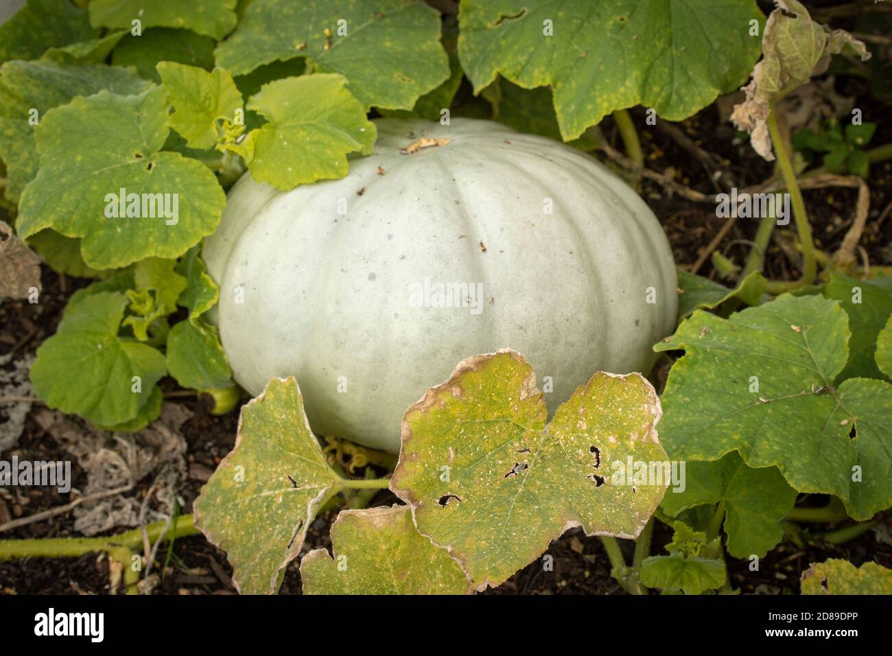 Pumpkin still growing on the stem with green foliage Stock Photo - Alamy