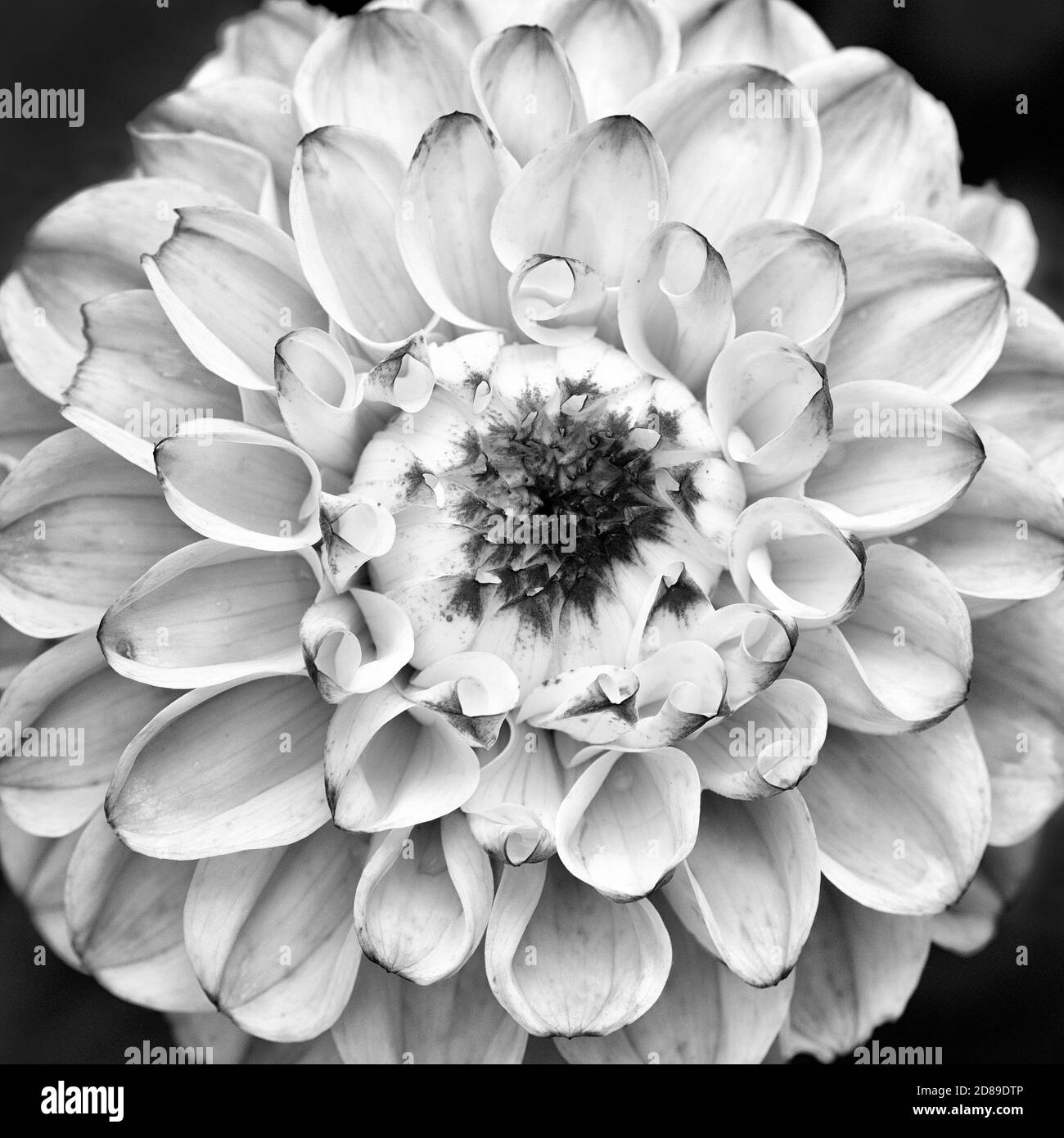 Flower dahlia round Black and White Stock Photos & Images - Alamy