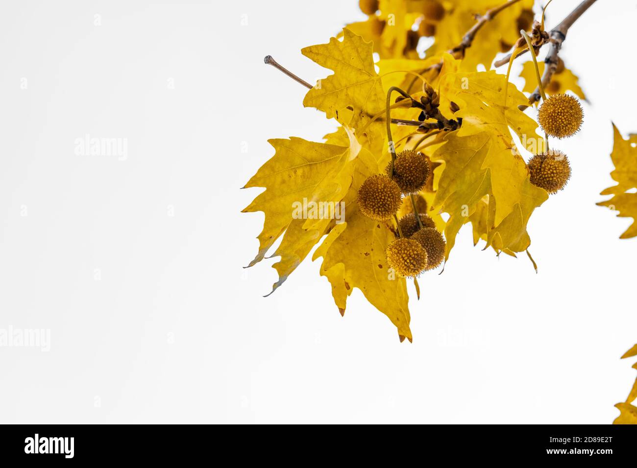 Gold color plane tree leaves isolated on white background. Platanus orientalis, Old World Sycamore, Oriental Plane. Autumn concept. Stock Photo