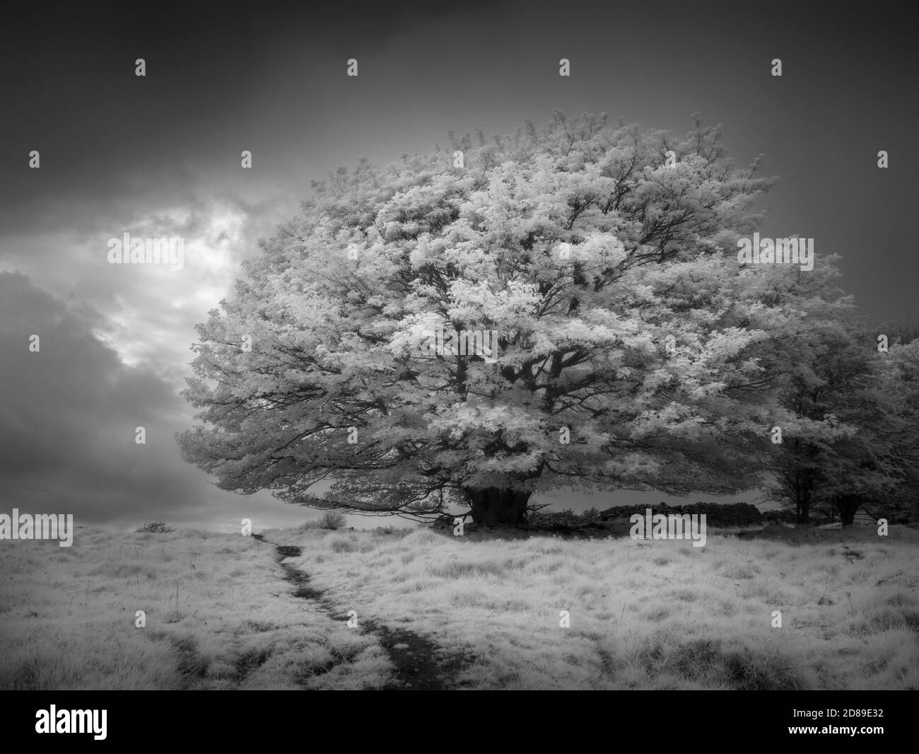Infrared landscape at Ubley Warren in the Mendip Hills, Charterhouse, Somerset, England. Stock Photo