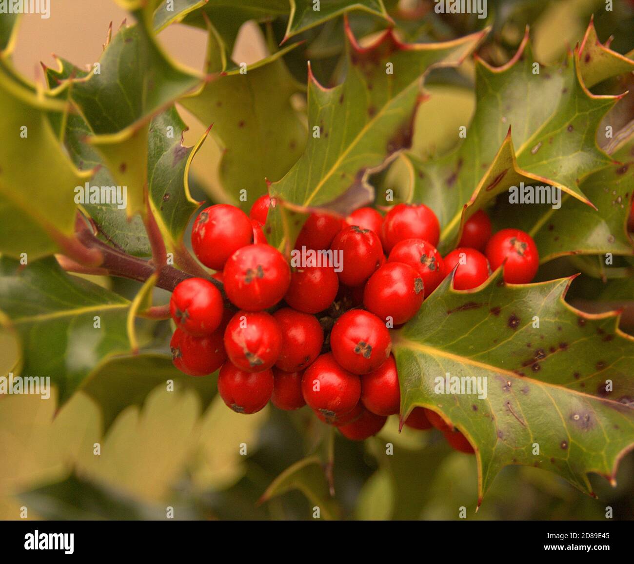red berries and holly tree leaves Stock Photo - Alamy