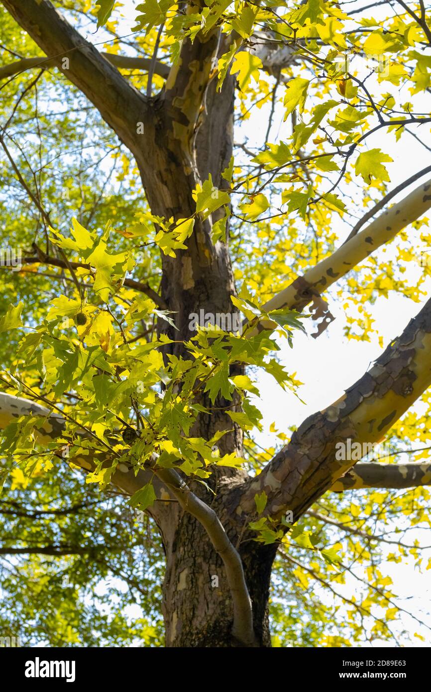 Green plane tree leaves on tree branches with sunlight. Platanus orientalis, Old World Sycamore, Oriental Plane, large deciduous tree Stock Photo