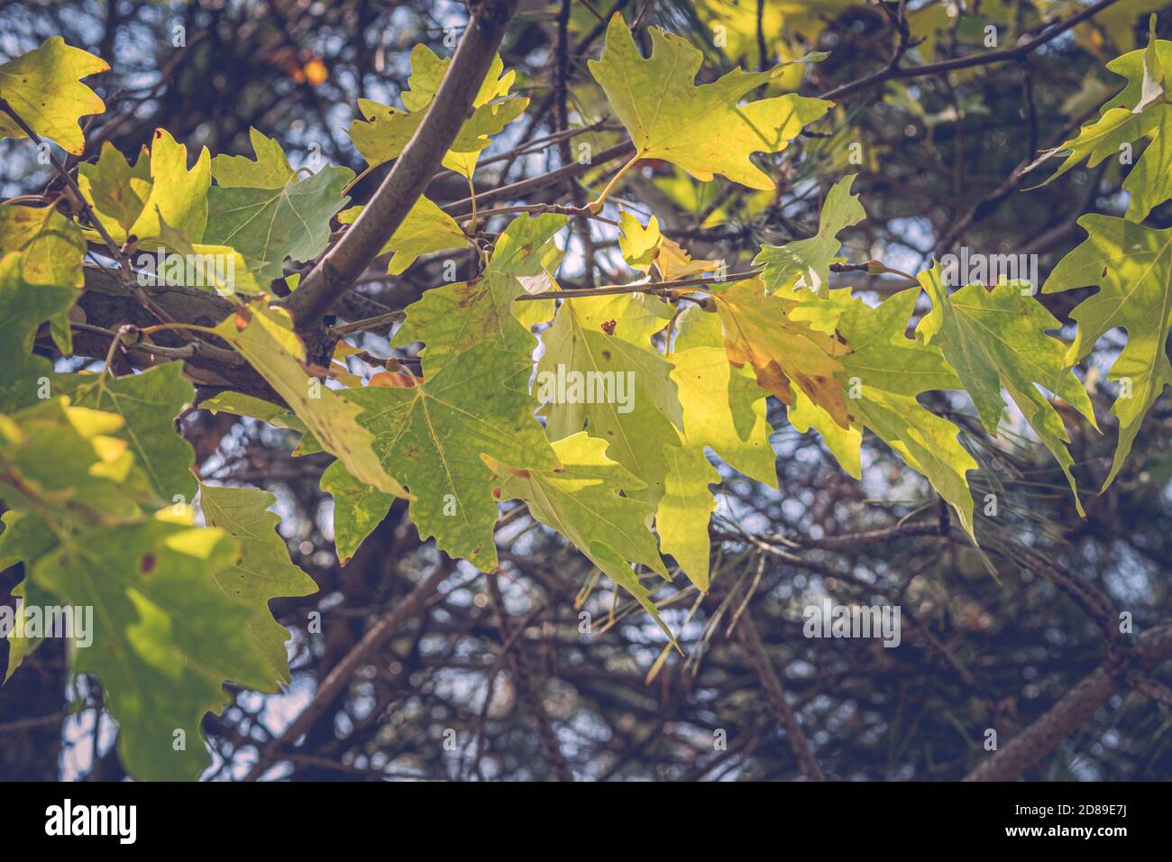 Green color plane tree leaves and fruits isolated on sky background. Platanus orientalis, Old World Sycamore, Oriental Plane. Autumn concept. Stock Photo