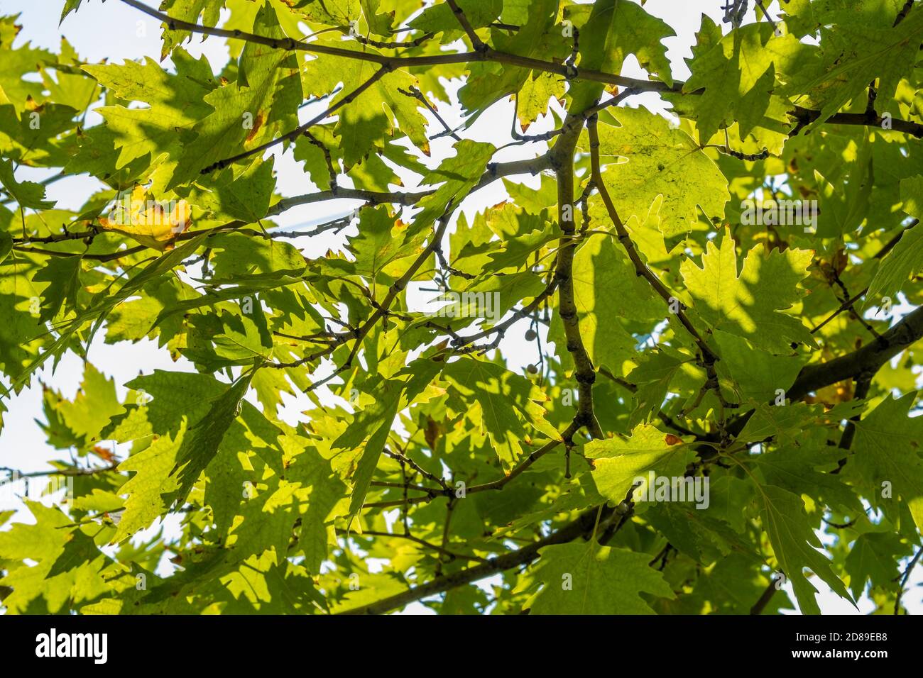 Green plane tree leaves on tree branches with sunlight. Platanus orientalis, Old World Sycamore, Oriental Plane Stock Photo