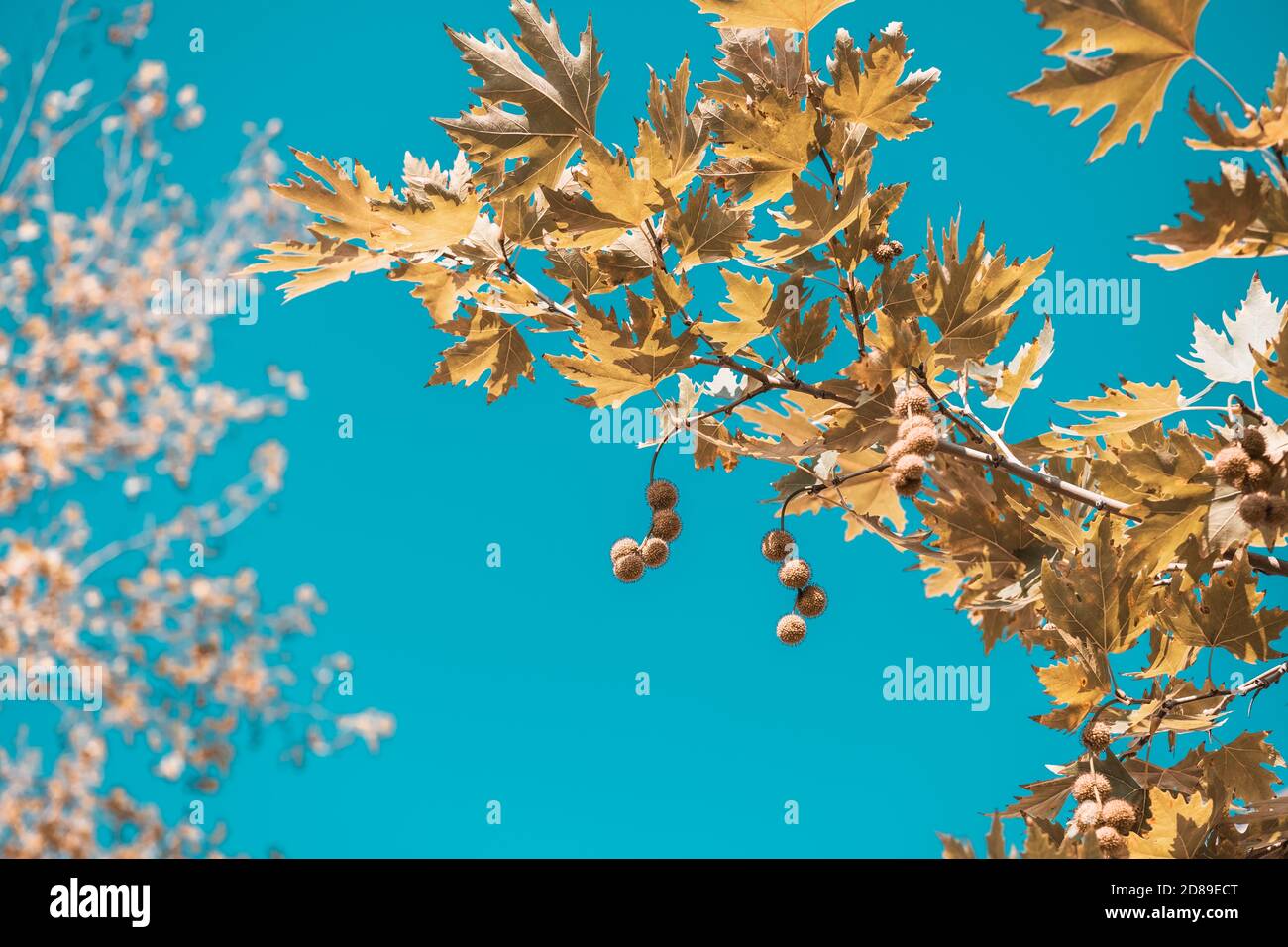 Brown color plane tree leaves and fruits on blue sky background. Platanus orientalis, Old World Sycamore, Oriental Plane. Autumn concept. Stock Photo