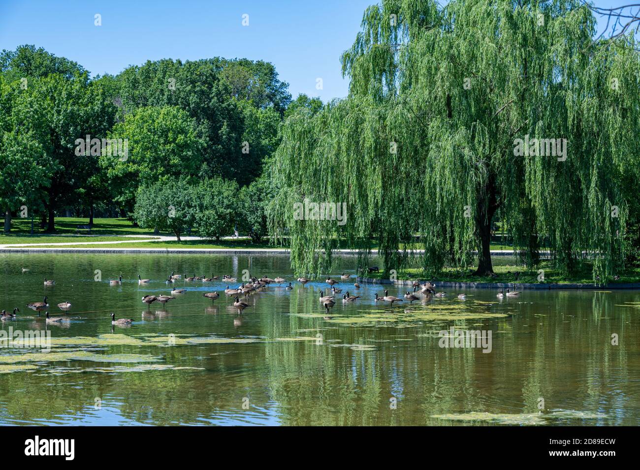 Canada Geese on the Carp Pond in Constitution Gardens in the National Mall of Washington DC Stock Photo