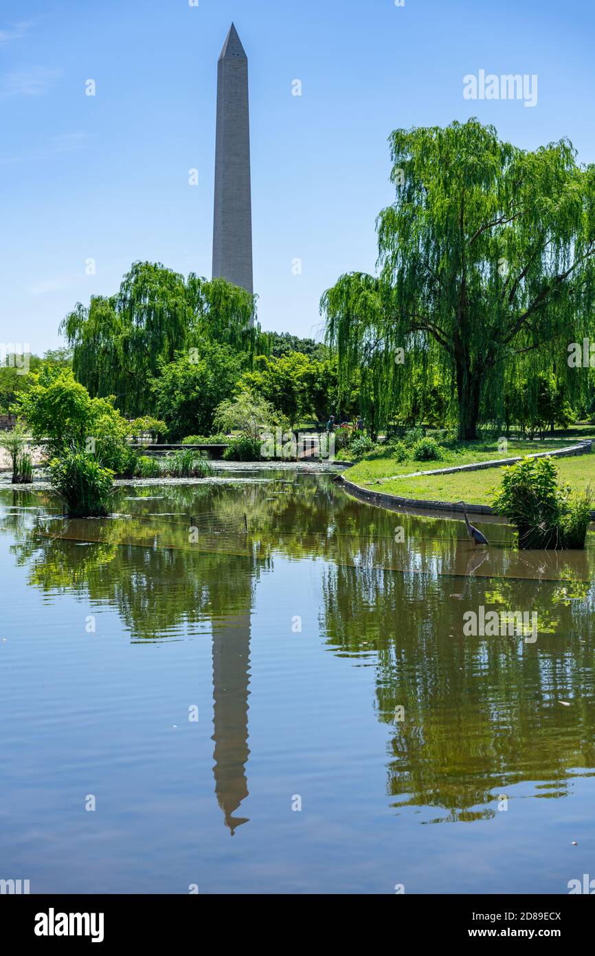 The 555' tall Washington Monument reflected in the Carp Pond in Constitution Gardens in the US capital. Stock Photo