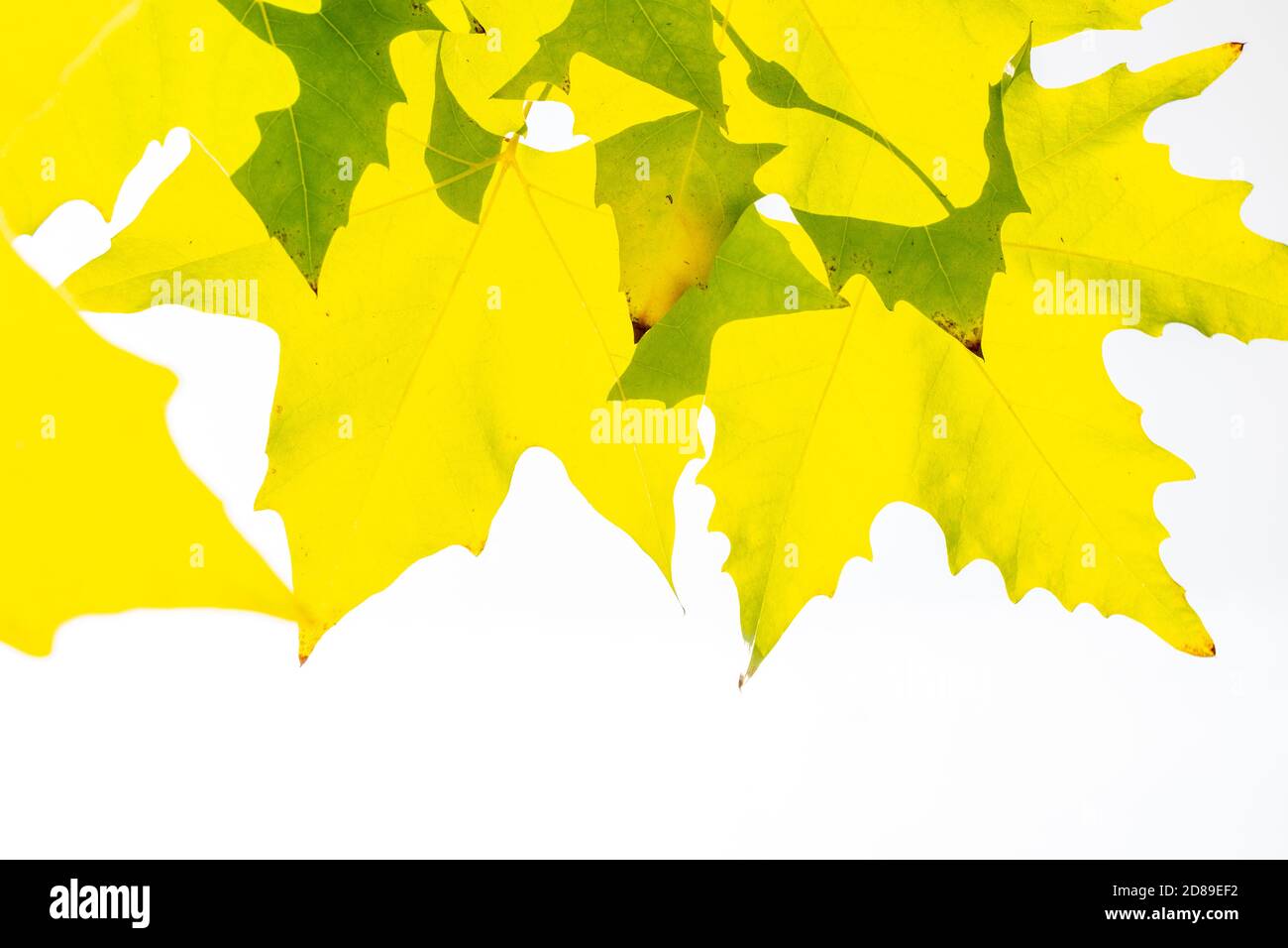 Green color plane tree leaves isolated on white background. Platanus orientalis, Old World Sycamore, Oriental Plane Stock Photo