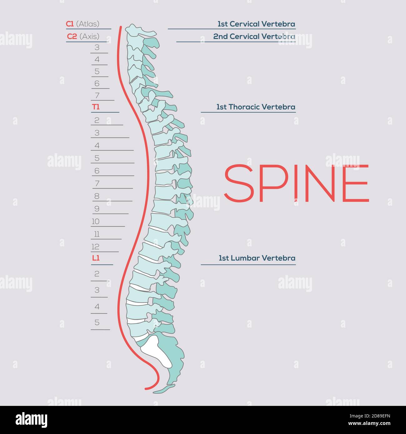 Vector Medical illustration of the Spine, diagram of the human spinal column, vertebral sections, vertebra. Stock Vector
