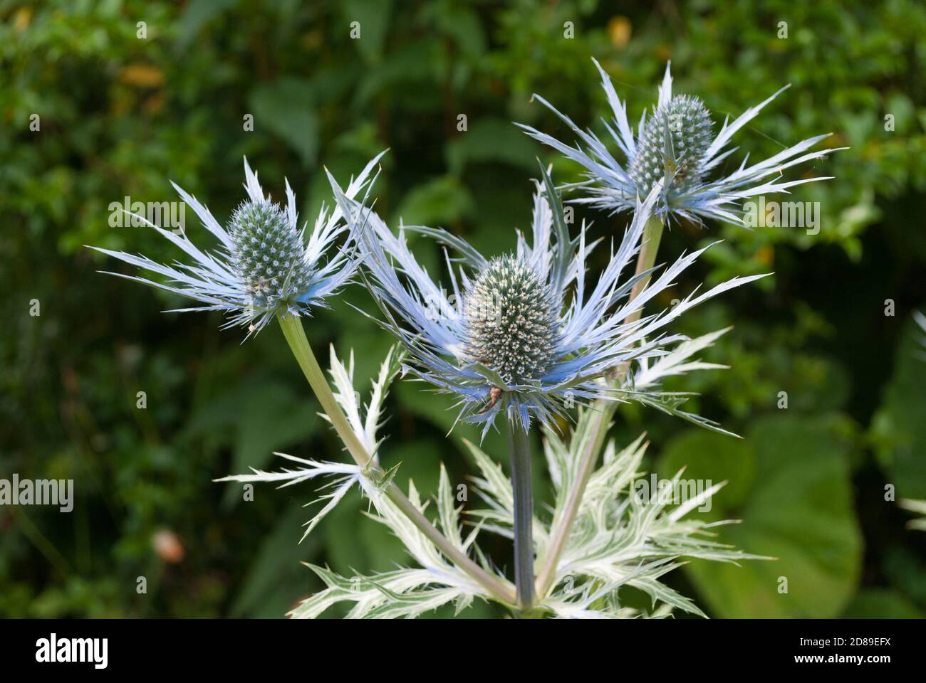 Spiny blue tinged plant with thistlelike flower heads Stock Photo Alamy