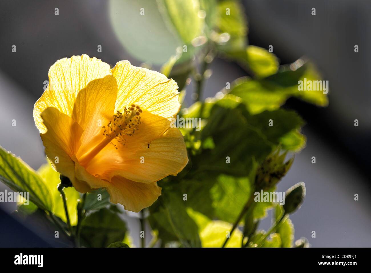 Yellow hibiscus flower close up in backlit of sunlight Stock Photo