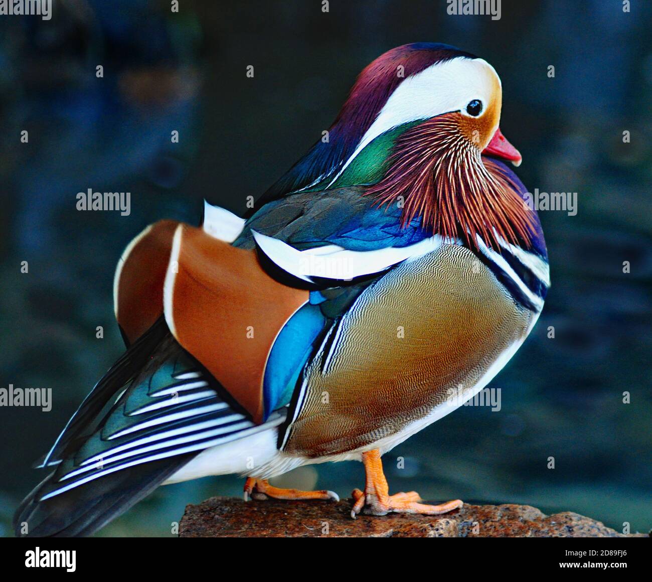 Portrait of a mandarin duck standing on a rock, South Africa Stock Photo