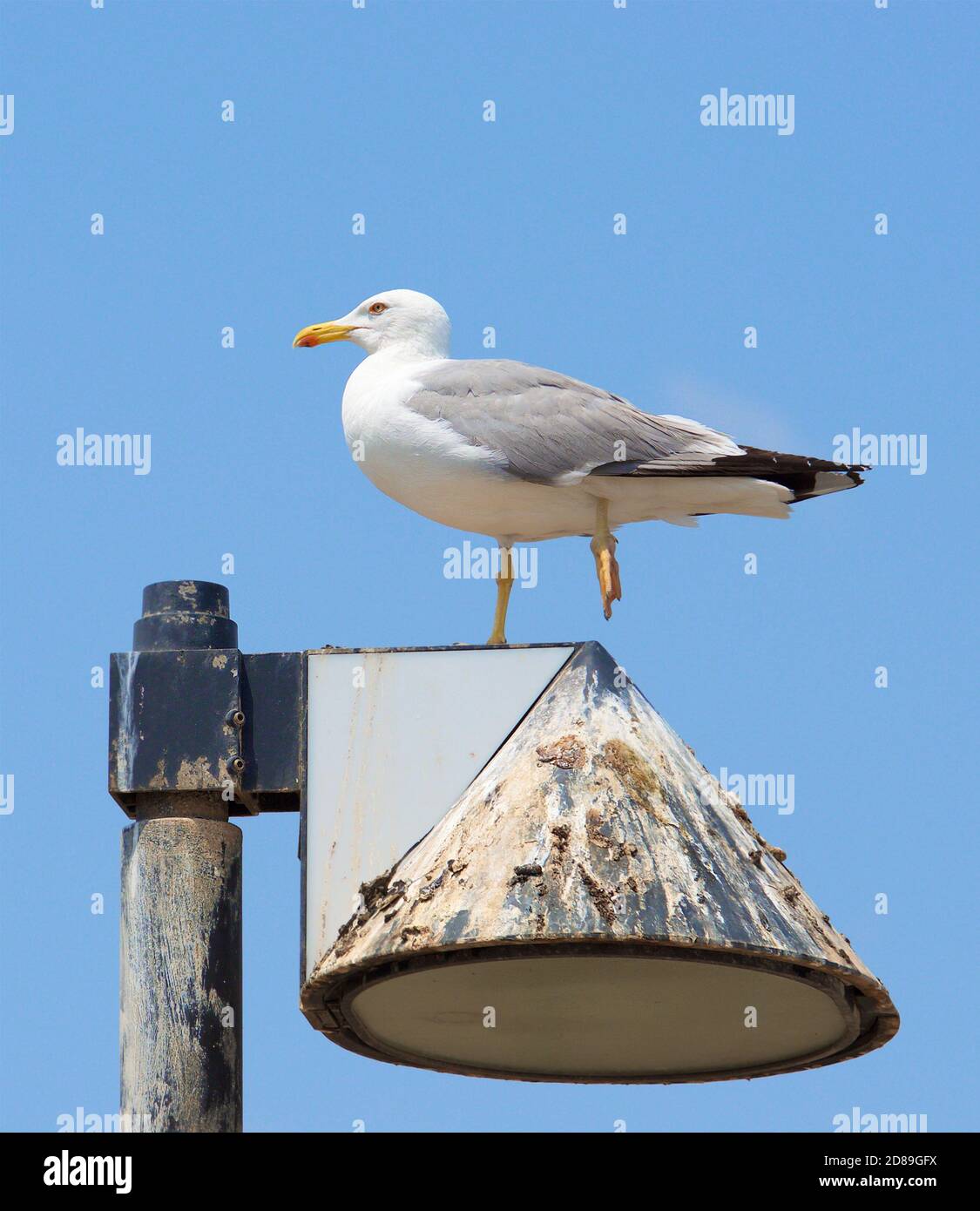 Seagull lamp 2024