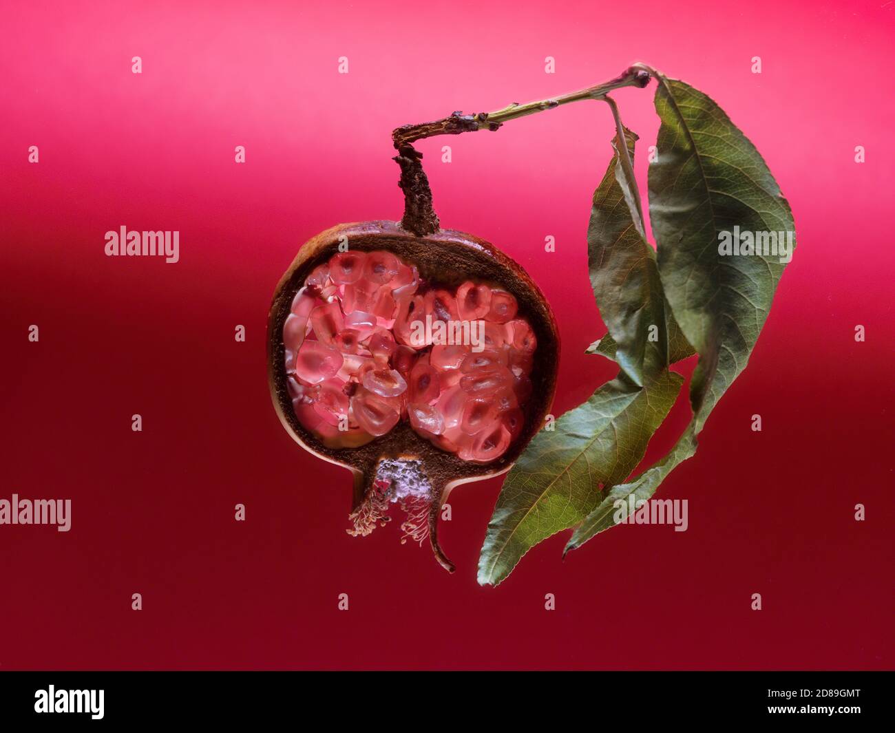 Cross section of a pomegranate and leaf Stock Photo
