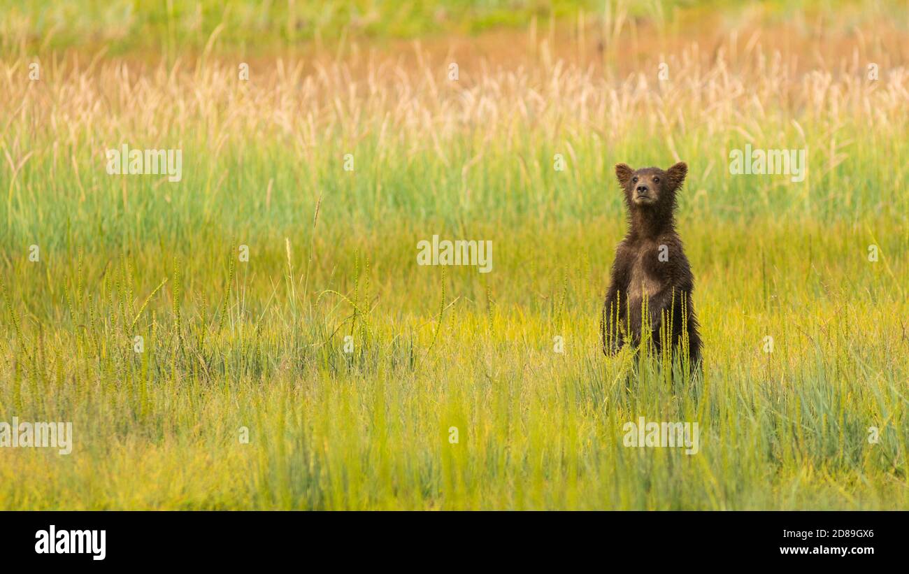 His Mother has wondered out of sight so the young wild bear cub must stand in an attempt to locate her Stock Photo