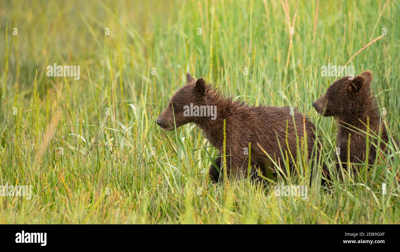 Two bear cubs realize Mother has wondered out of sight so the young wild bear cubs panic and run to find her Stock Photo
