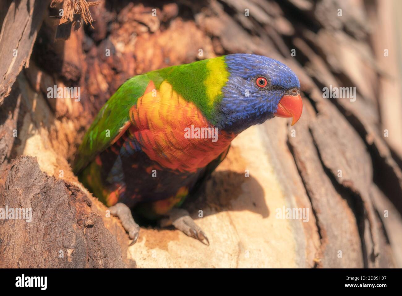 Rainbow lorikeet emerging from nest hollow in a eucalyptus tree