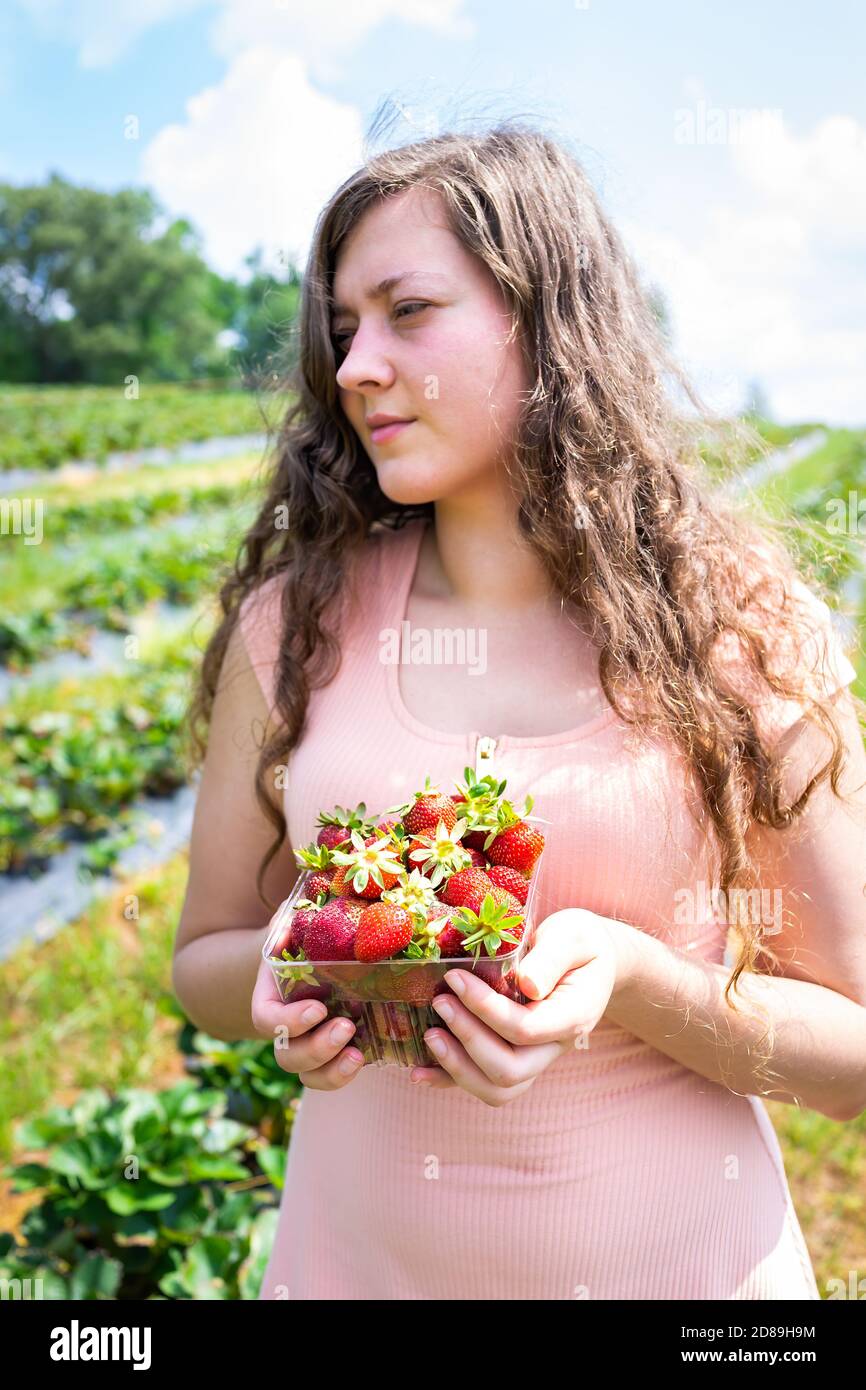 Farm field in summer countryside and woman young girl picking berries from strawberry patch standing holding box container Stock Photo