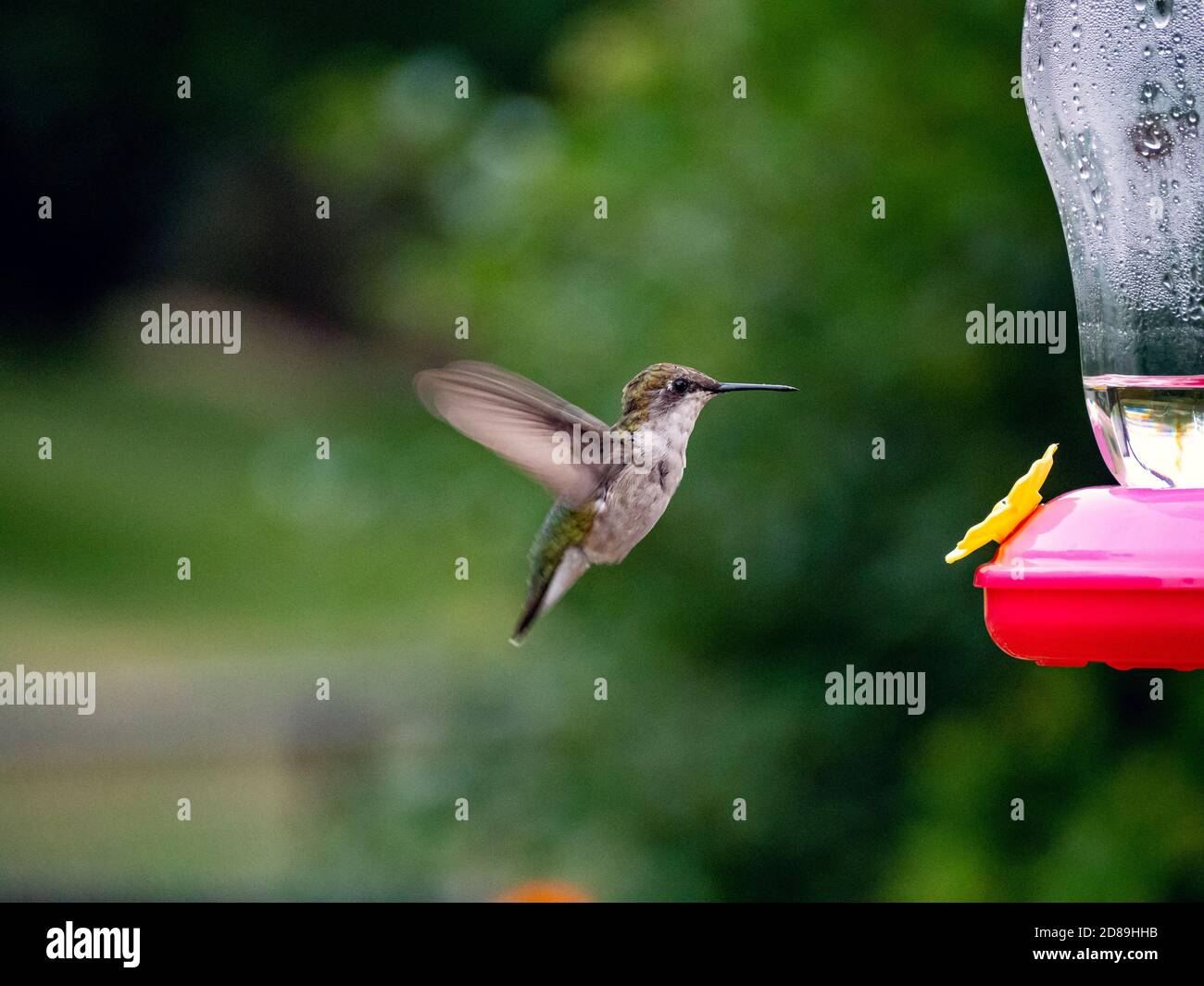 Ruby-Throated Hummingbird hovering by a bird feeder, USA Stock Photo