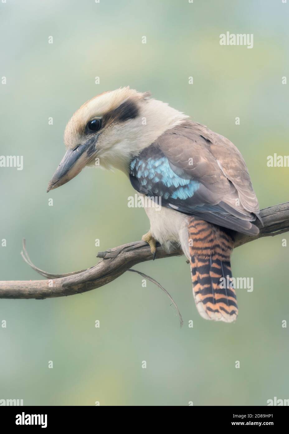 Close-up of a laughing kookaburra bird perched on a branch, Australia Stock Photo