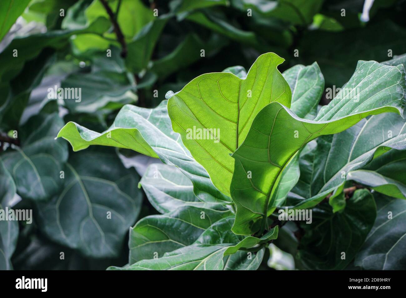 green Ficus Pandurata (Fiddleleaf fig) leaves on branch Stock Photo Alamy