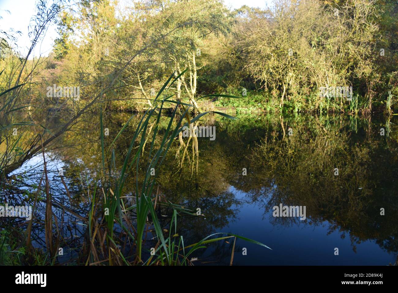 Autumn sunlight in deciduous woodland casting reflections onto a woodland waterbody. Stock Photo