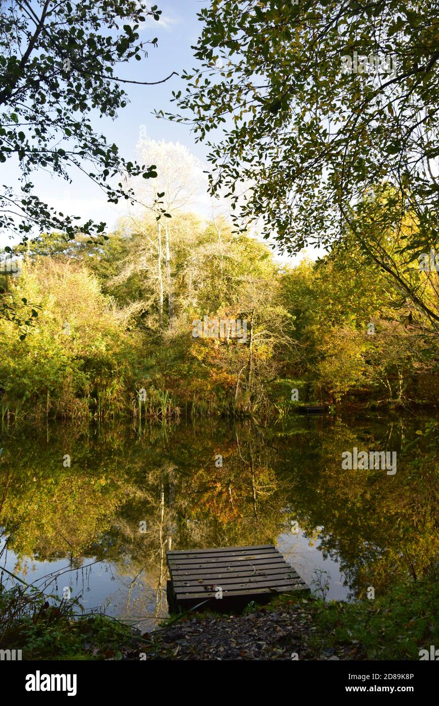 Autumn sunlight in deciduous woodland casting reflections onto a woodland waterbody. Stock Photo