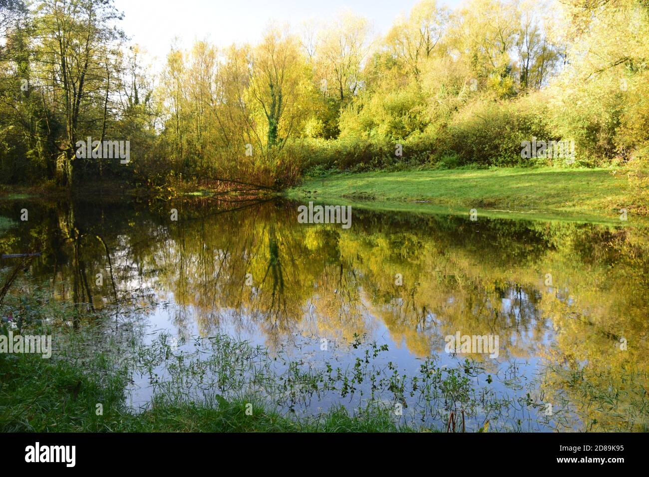 Autumn sunlight in deciduous woodland casting reflections onto a woodland waterbody. Stock Photo