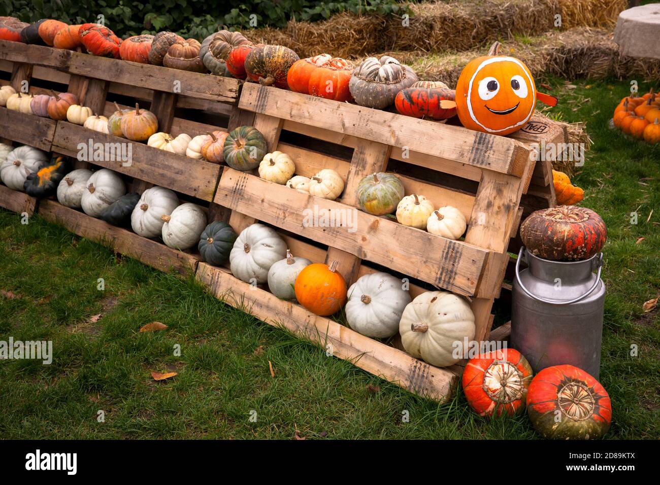 pumkins at a farm shop near Hamminkeln-Bruenen at the Lower Rhine Region, North Rhine-Westphalia, Germany.  Kuerbisse an einem Hofladen bei Hamminkeln Stock Photo