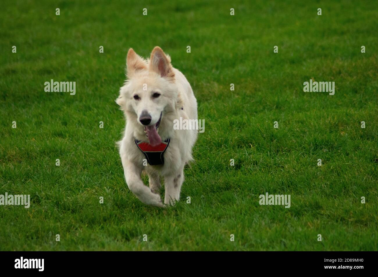 longhaired mutt Stock Photo Alamy