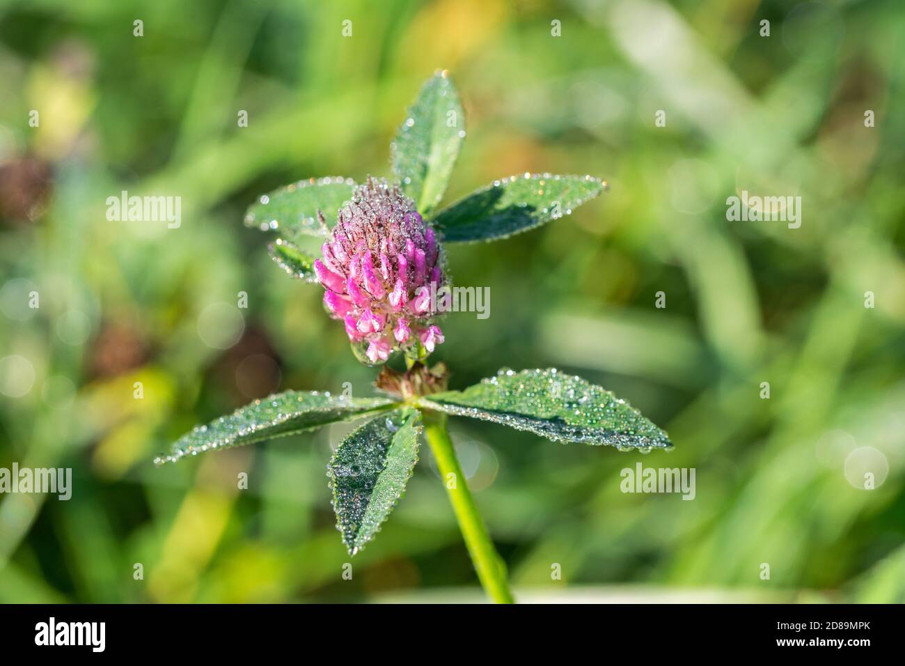 Closeup macro shot of dewdrops on a beautiful purple clover flower Stock Photo