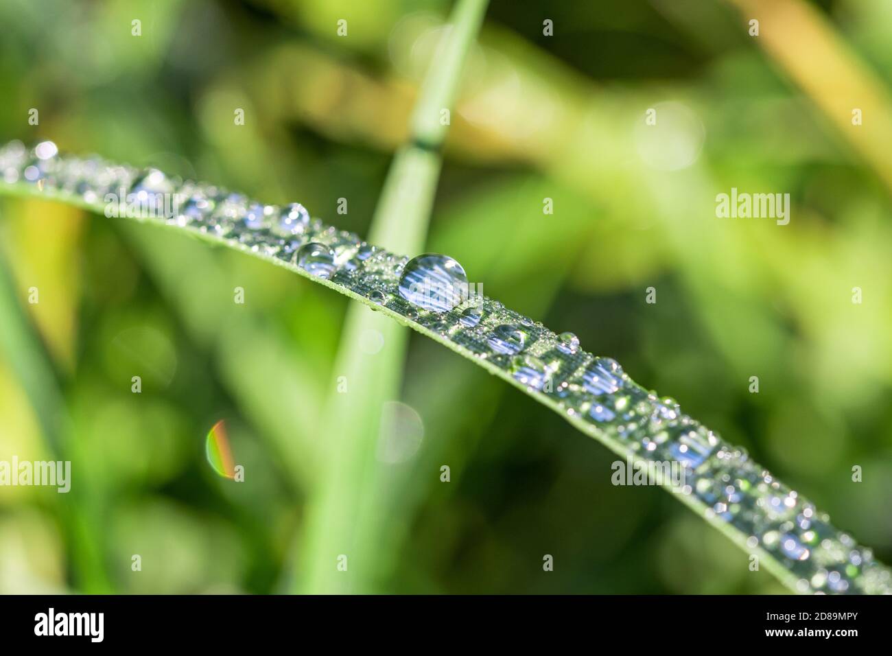 Closeup macro shot of dewdrops on green blades of grass with beautiful bokeh Stock Photo