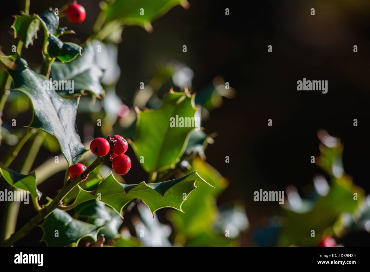 Holly berries and holly leaves Stock Photo