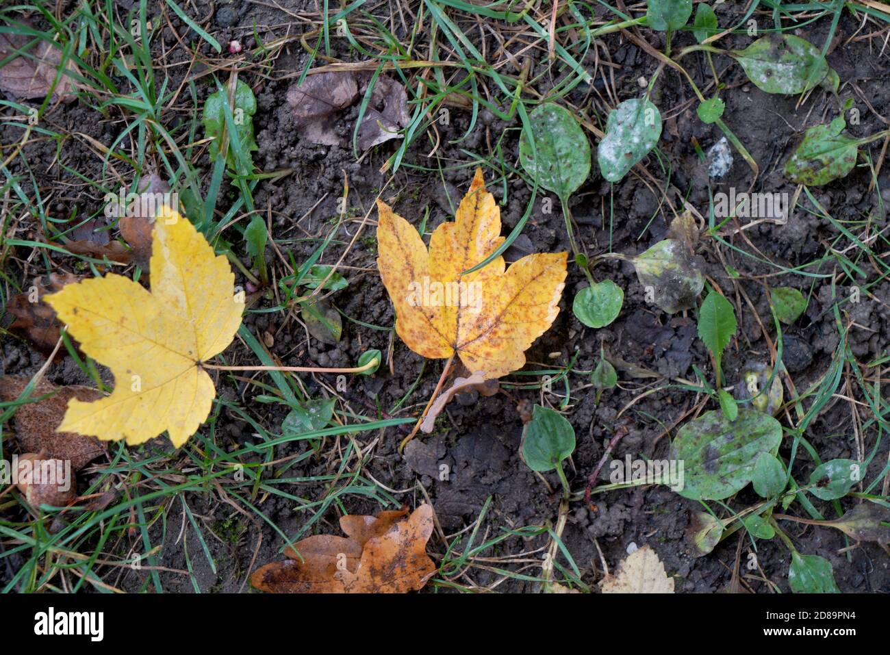 High angle shot of yellow leaves on the ground Stock Photo - Alamy