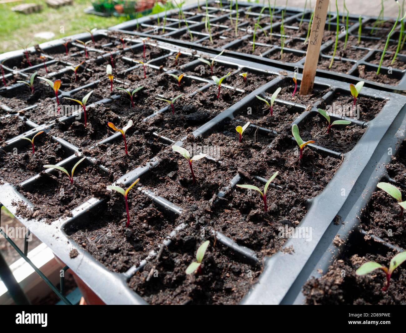 Newly germinated beetroot seedlings growing in modules in an amateur gardener’s greenhouse in spring. Stock Photo