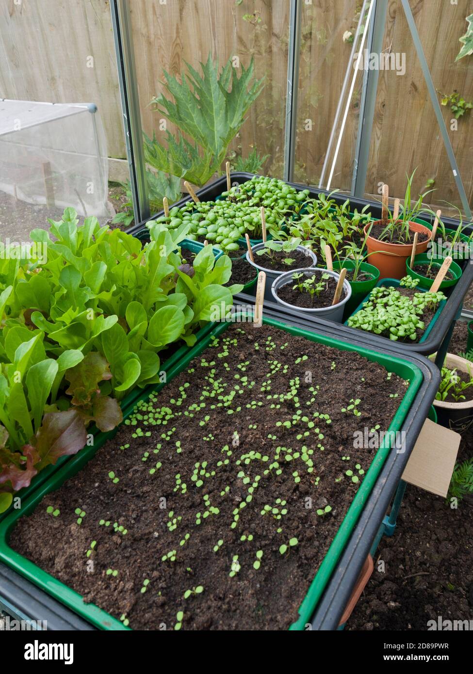Seed trays hires stock photography and images Alamy