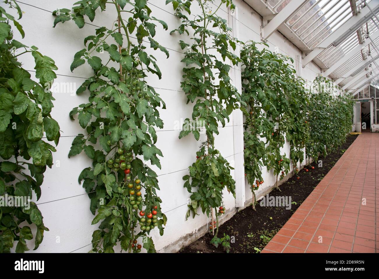 Gardeners delight tomato plants, growing indors Stock Photo - Alamy