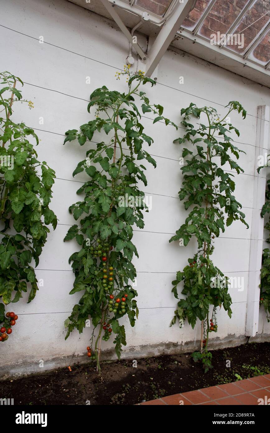 Gardeners delight tomato plants, growing indors Stock Photo Alamy