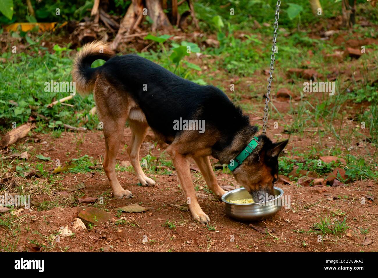 what does a 4 month old indian pariah dog puppy like to eat