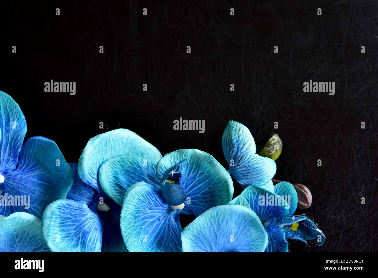 Blue orchid hi-res stock photography and images - Alamy